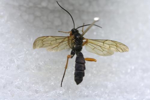 Réf. 353 474 : Trogus lapidator